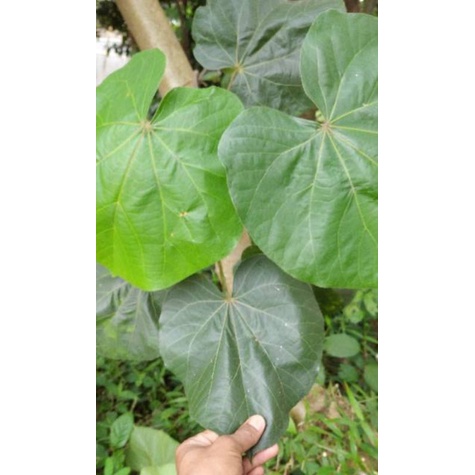 

1 LEMBAR DAUN WARU SEGAR