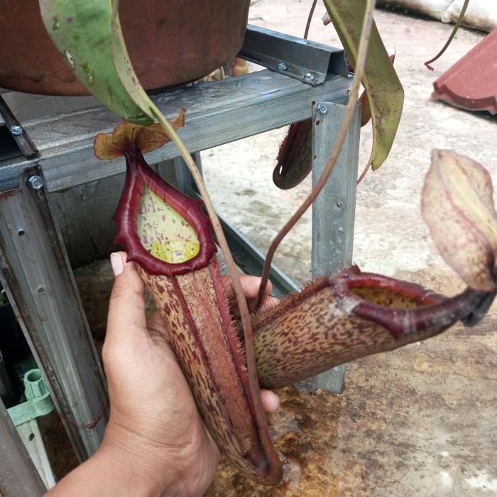 Best Seller Tanaman Karnivora Kantong Semar Nepenthes "Miranda"