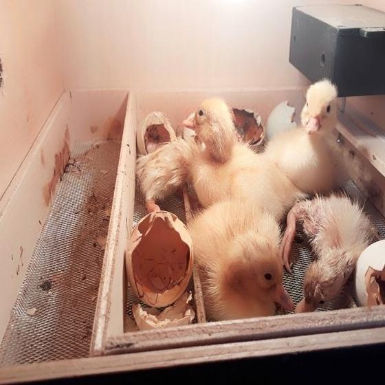 Inkubator Telur Otomatis Alat Penetas Telur Otomatis Kap 30 Telur