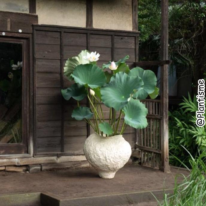 Tanaman Hias Air Bunga Lotus Pink Putih Water Garden Kolam Ikan Koi