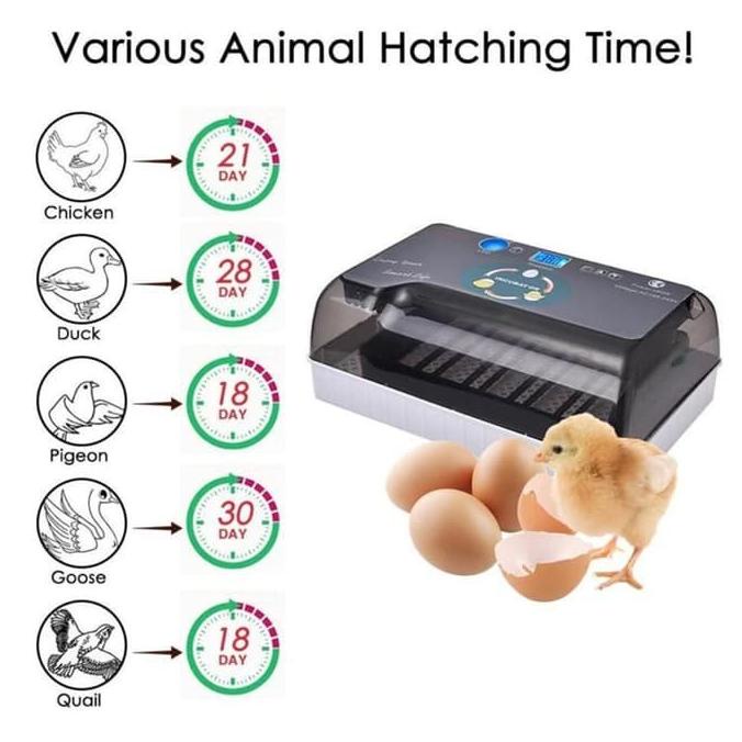 

12 Egg Incubator Penetas Telur Murai Batu Reptil Hhd 12 Full Automatis