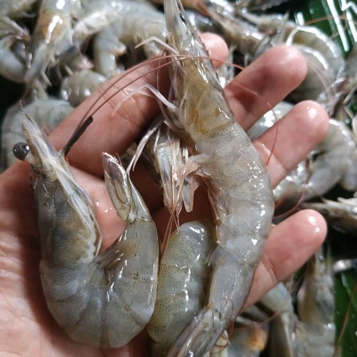 

Udang vaname Sedang / 500 gram