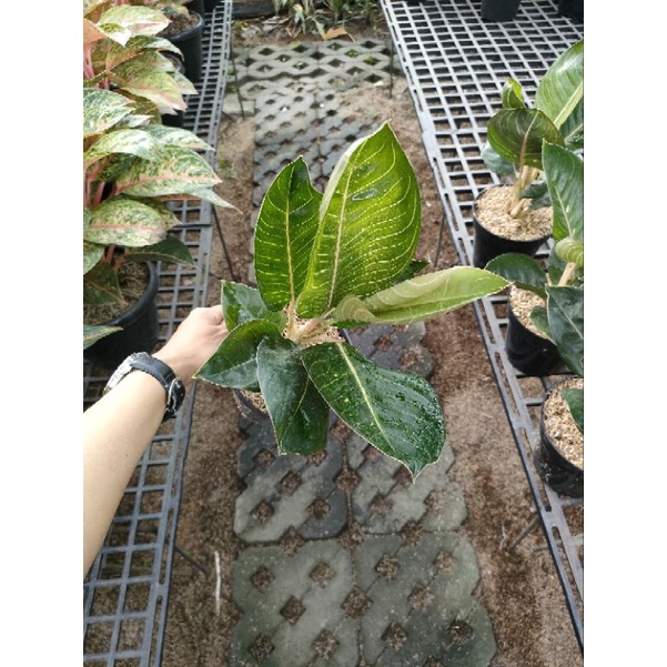 Aglonema Black moonlight