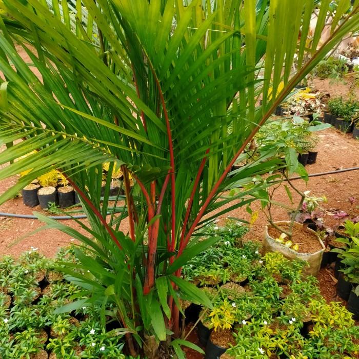 Best Seller Tanaman Hias Palem Merah Sudah Besar