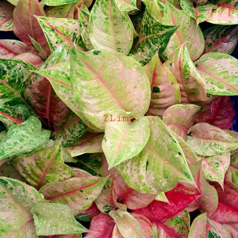 Aglonema LOD Light Of Diamond