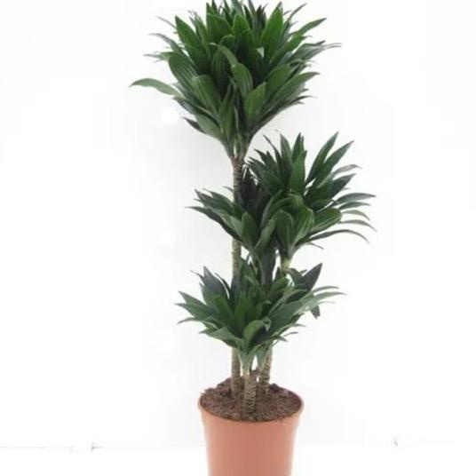 Dracaena Janet Craig Compacta Tanaman Hias Indoor Ruangan Cabang 3 Original