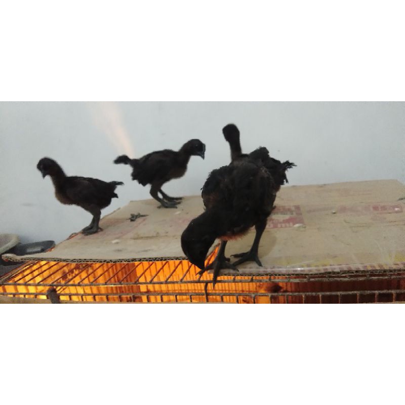 

Ayam cemani lidah hitamm