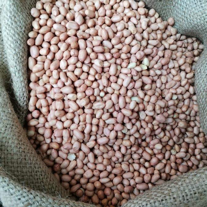 

Kacang Tanah Kulit 80/90 Putih India Super 50kg / 1 karung Cargo
