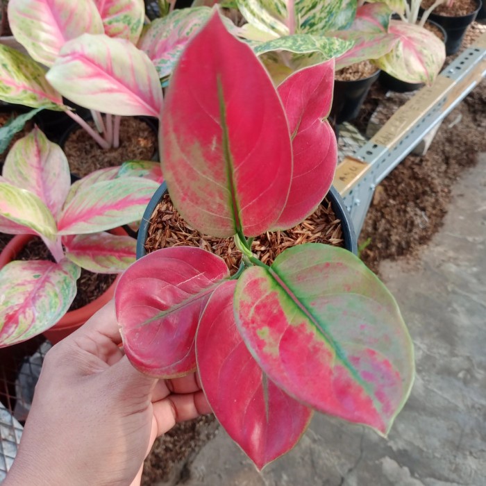 DISKON SPESIAL TANAMAN HIAS AGLONEMA AYUNINDI REMAJA TERMURAH