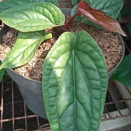 PROMO TANAMAN HIAS ANTHURIUM SIRIH BADAK DEWASA TERMURAH