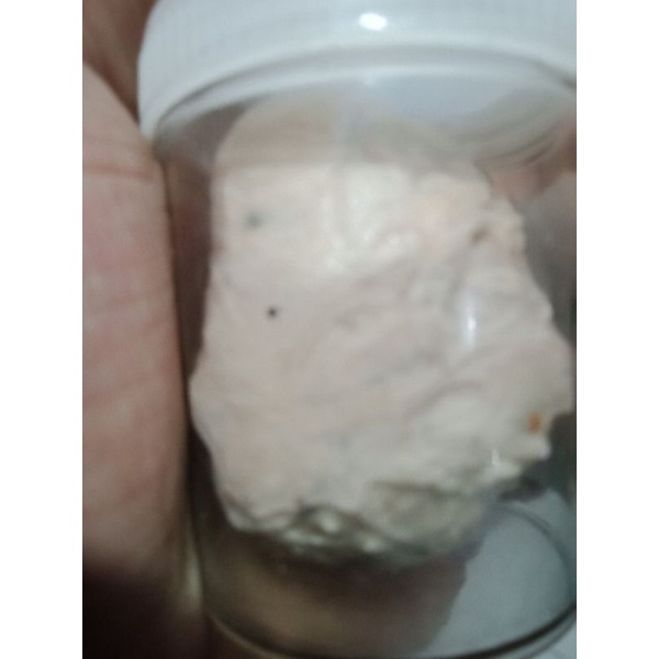 

pulut burung getah bendo/terep karet