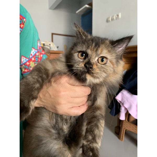 Kucing Kitten Persia 4 Bulan Betina