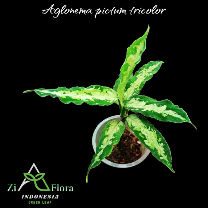 aglaonema pictum tricolor - tanaman hias/paludarium/indoorplant