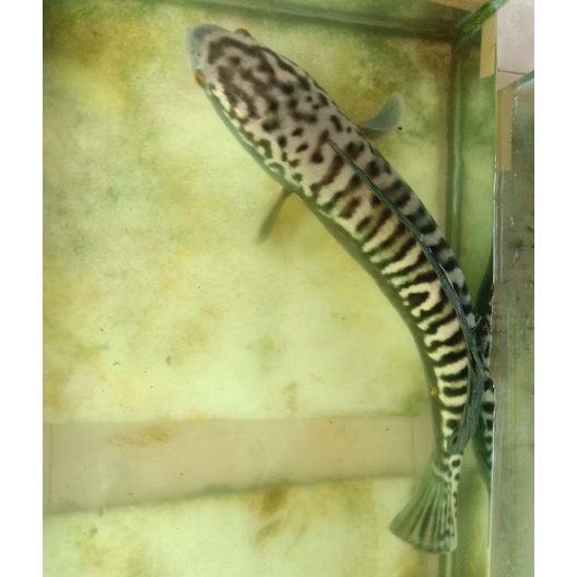(♥C6369]  gabus Toman 19_ 20cm/aquarium