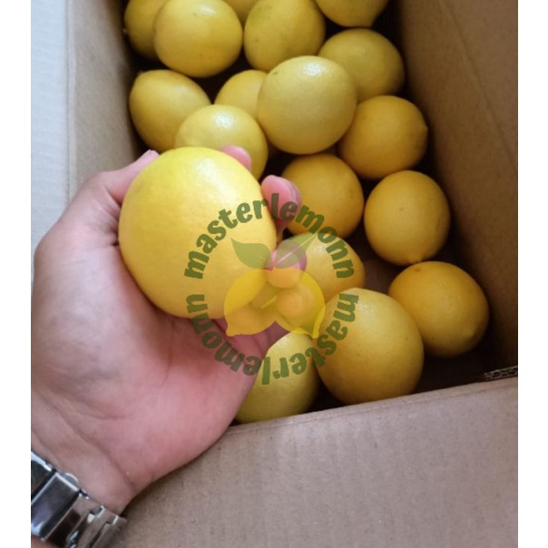

ORIGINAL% Lemon California 1KG/ 1000gr (ISI 6-9 BUAH)