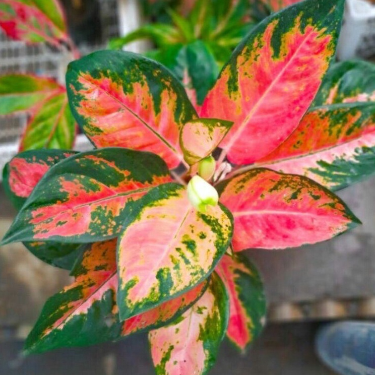 PRM.18Jn23ι– aglonema red kochin dewasa - tanaman hias aglonema red kochin dewasa