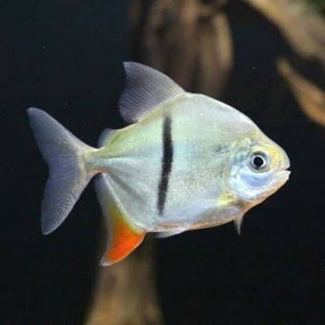 Terlaris Hiasan Aquarium Myleus Thin Bar Scomburgkii / Thin Bar Silver Dolar