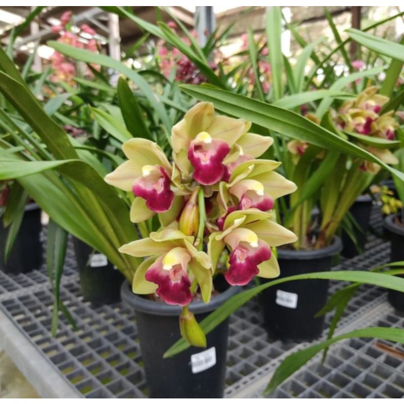 TERLARIS!!! TANAMAN HIAS ANGGREK CYMBIDIUM