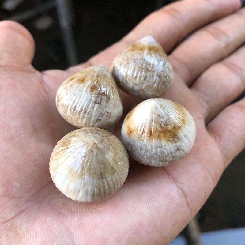 Batu Kelapa Asli Kalimantan batu dari Dalam Buah Kelapa