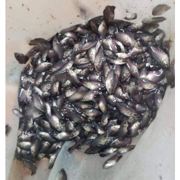 paketan 100 bibit gurame soang nguaci
