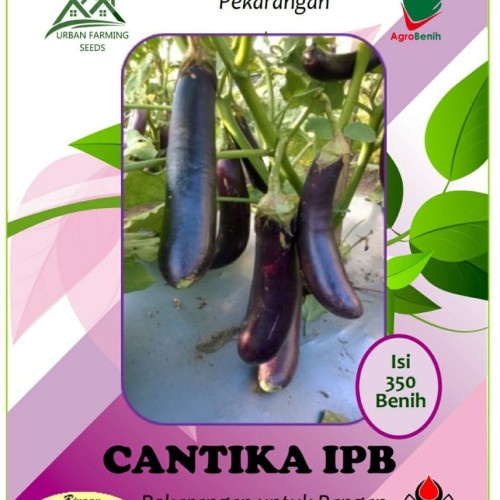 Benih Bibit Biji Terong Terung Panjang Ungu Cantika IPB