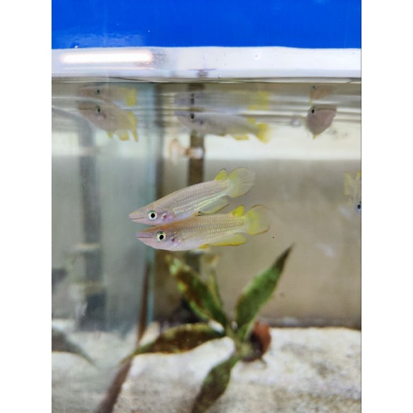 KEPALA TIMAH/KILLIFISH PANCAK