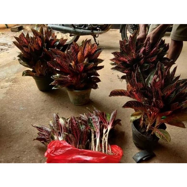 Terlaris Anakan Bunga Aglonema Anakan Red Sumatra Daun 1-3 Helai Erp