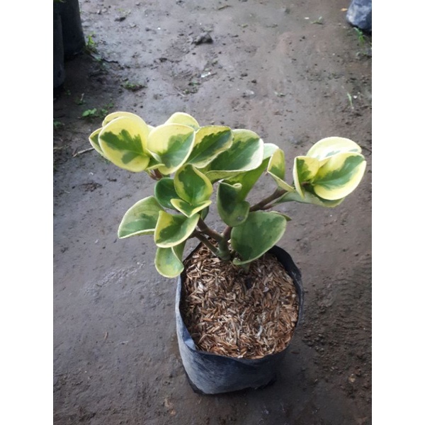 peperomia varigata