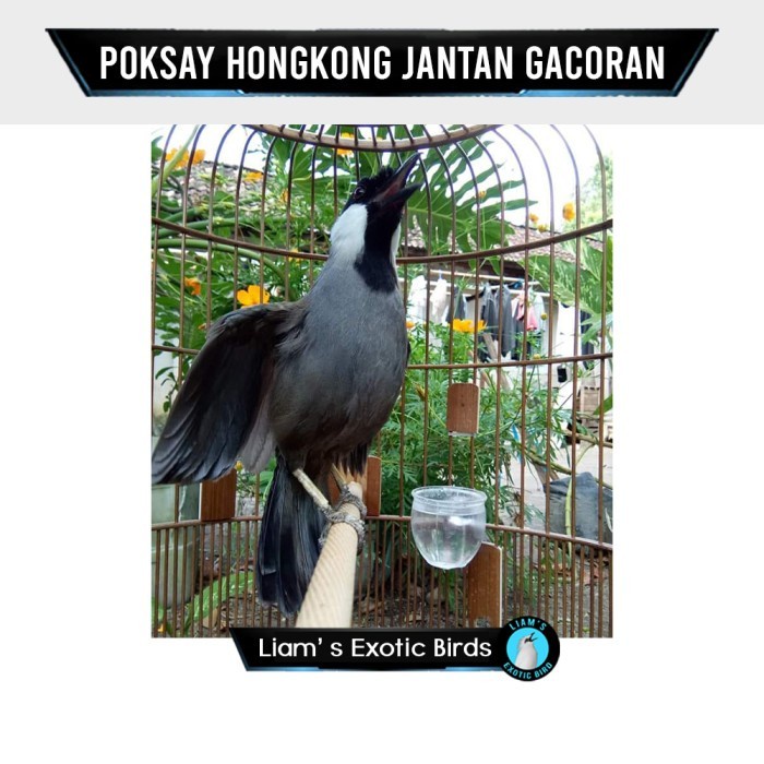 Burung Poksay Hongkong Pipi Putih Jaminan Jantan Gacoran