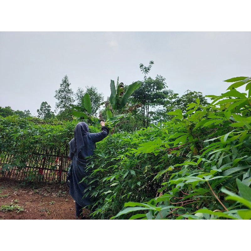 

Daun singkong fresh langsung petik