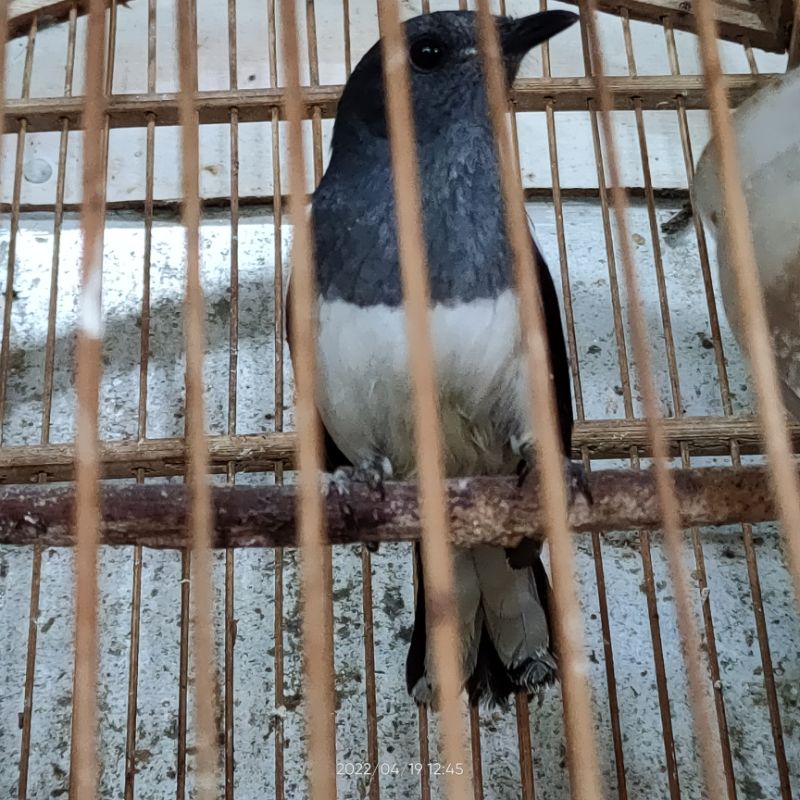 KACER BETINA JAWA BARAT BUAT CAS/TERNAK