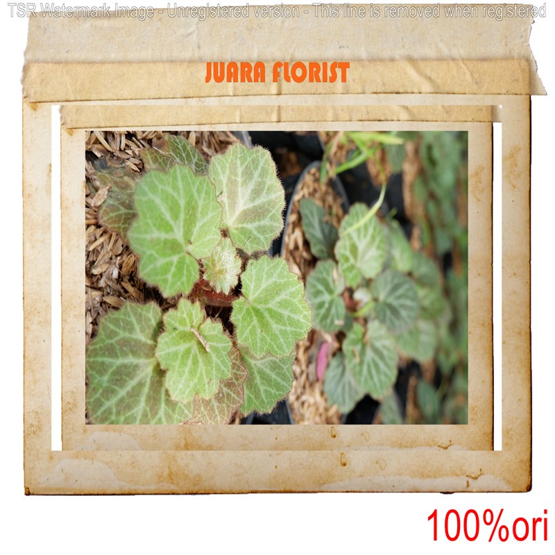 Tanaman Buah Jambu Air (tambulapot) juara tanaman