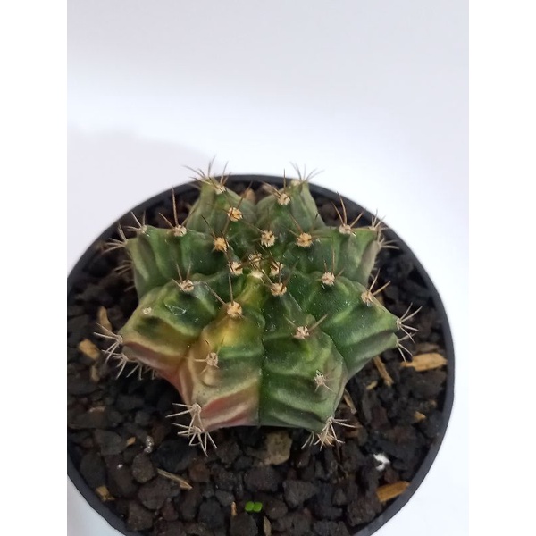 kaktus miha varigata