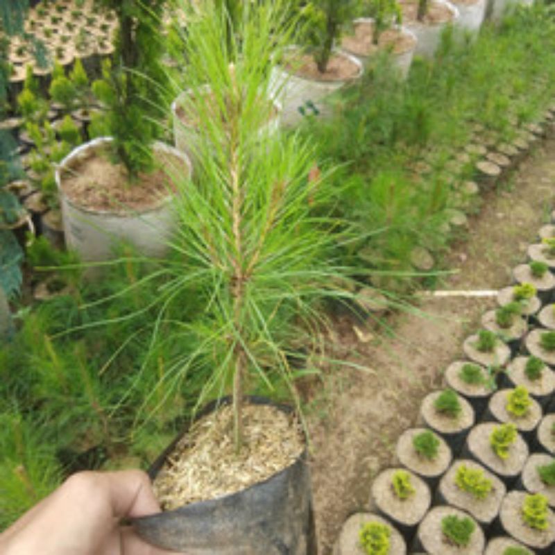 BIBIT TANAMAN PINUS MERKUSII - BIBIT POHON PINUS - POHON PELINDUNG