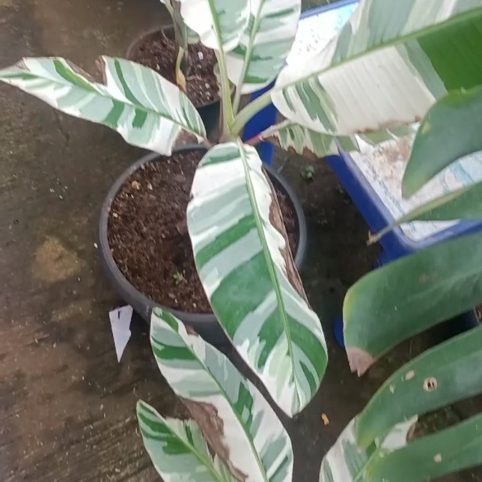 PROMO POHON PISANG MUSAE VARIGATA TERMURAH