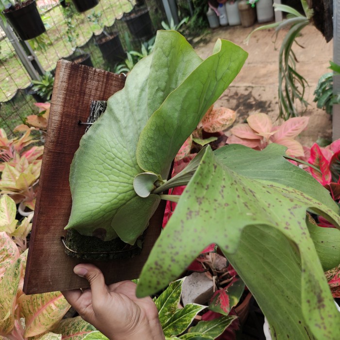 DISKON SPESIAL PLATYCERIUM EXA INDUKAN (ELEPHANTOTIS X ALCICORNE MADAGASCAR) TERLARIS