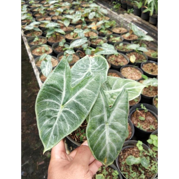 PROMO TANAMAN HIAS ALOCASIA MOROCCO / ALOKASIA MOROCCO PINK DRAGON TERMURAH