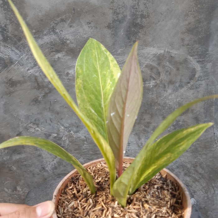 DISKON SPESIAL EKA JEMANI VARIGATA SEPERTI FOTO TERBARU