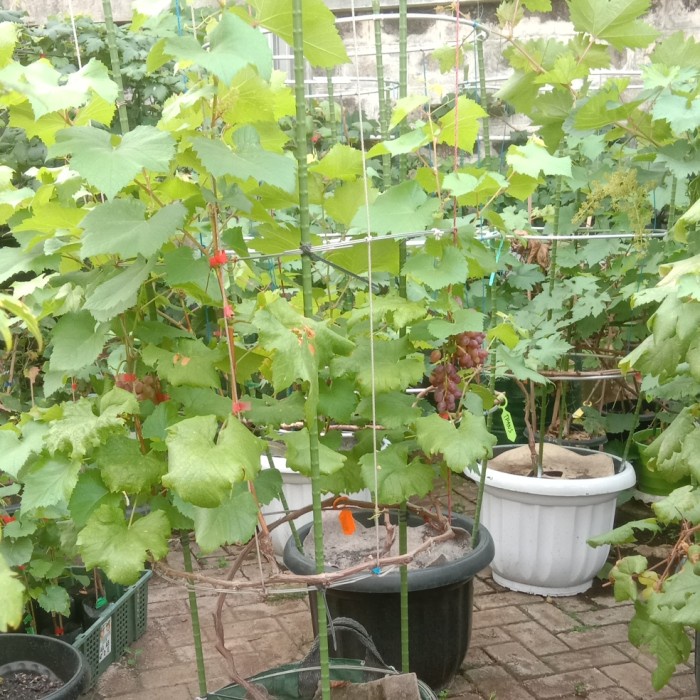 PROMO BIBIT ANGGUR JUPITER BERBUAH / ANGGUR JUPITER TERMURAH