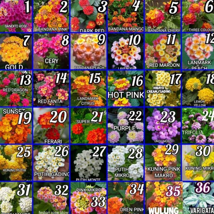 DISKON SPESIAL PAKET 30 VARIAN WARNA ENTRES LANTANA TERBARU