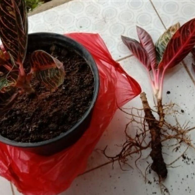 Terlaris Anakan Bunga Aglonema Anakan Red Sumatra Daun 1-3 Helai Erp