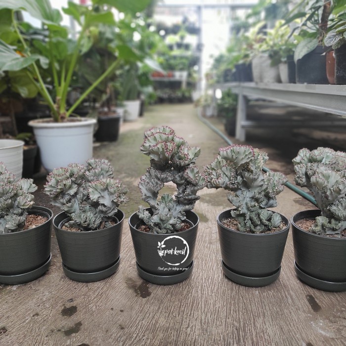 MUST HAVE KAKTUS EUPHORBIA LACTEA CRISTATA VARIEGATA / KAKTUS KARANG VARIEGATA TERMURAH