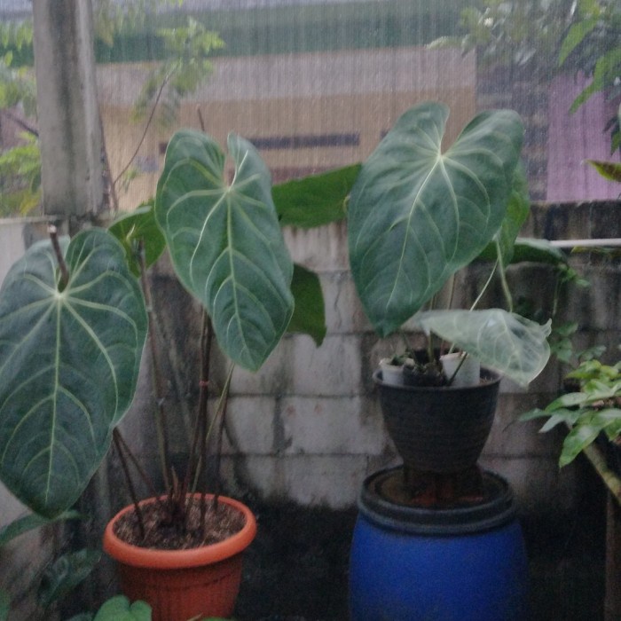 FLASH SALE TANAMAN HIAS KUPING GAJAH KALONG ANTHURIUM MAGNIFICUM NORTE BATANG KO TERMURAH