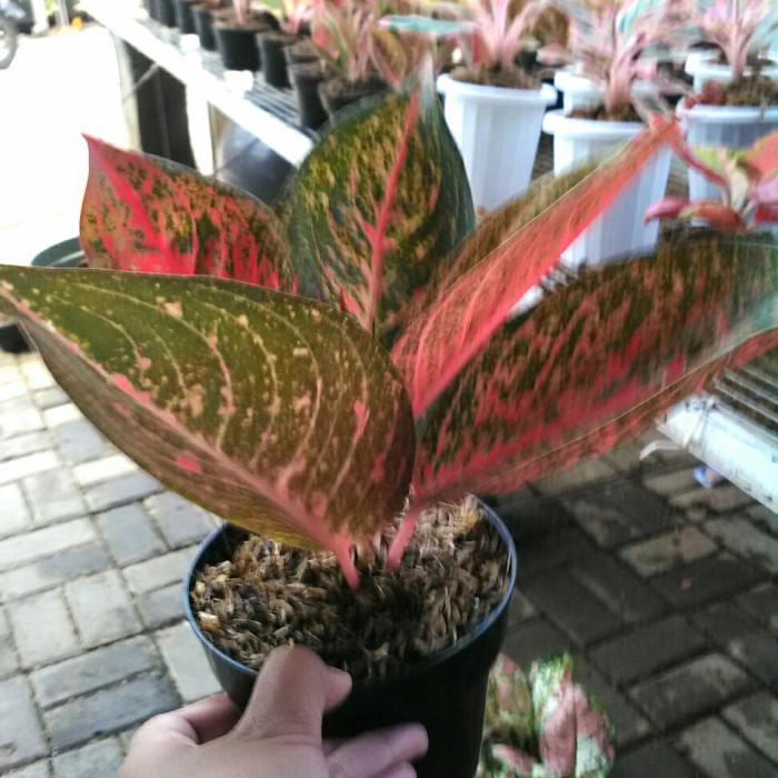 HOT SALE TANAMAN HIAS AGLONEMA TIARA MERAH RED TIARA DEWASA TERBARU