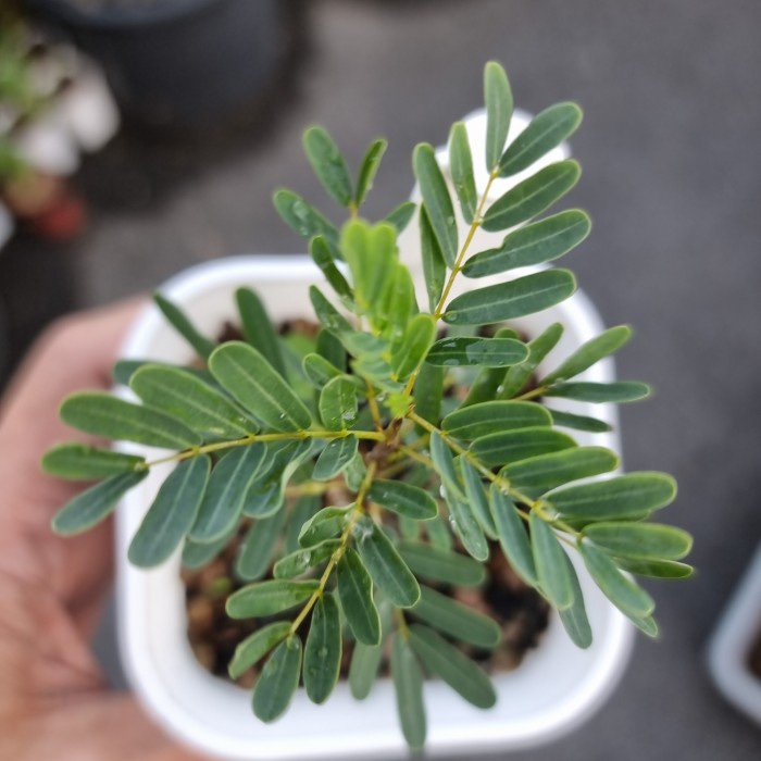 DISKON SPESIAL SENNA MERIDIONALIS SUKULEN RARE BONSAI TERMURAH