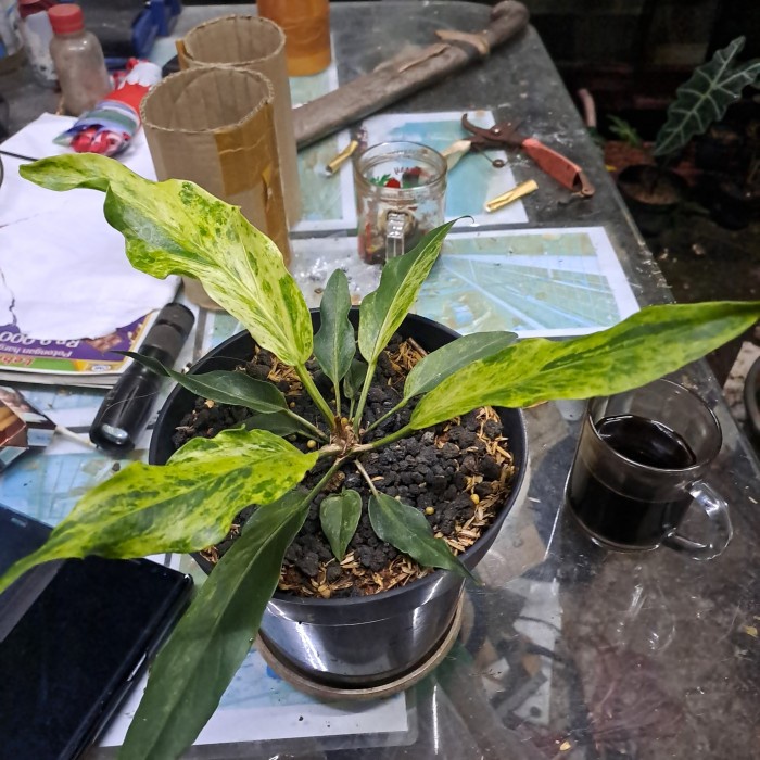 HOT SALE ANTHURIUM GELOMBANG CINTA VARIGATA TERLARIS