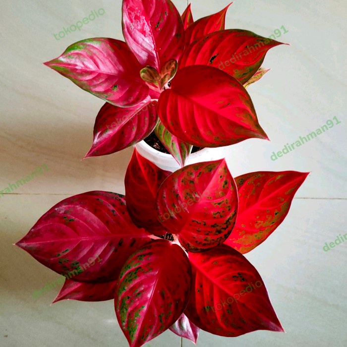FLASH SALE!!! AGLONEMA SUPER RED TOS TERMURAH