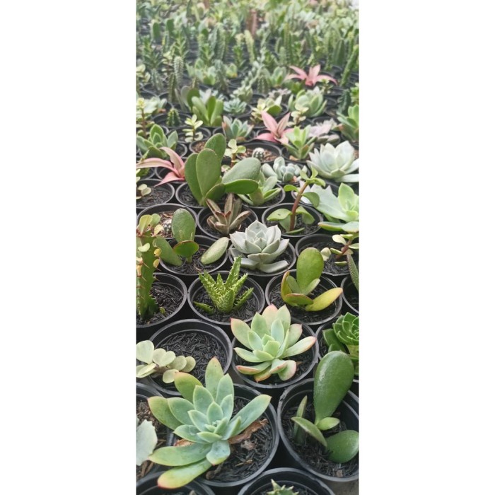 PROMO SEKULEN - SEKULEN MURAH - PAKET SEKULEN 50 PCS TERBARU