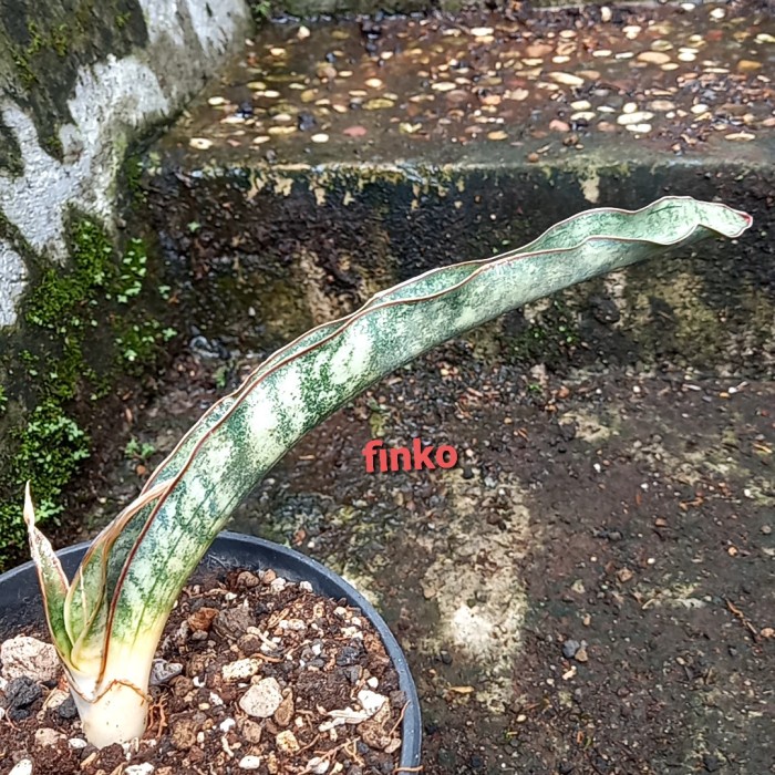 PROMO SANSEVIERIA SP. ES. 22484 NEAR MASASI, TANZANIA TERBARU