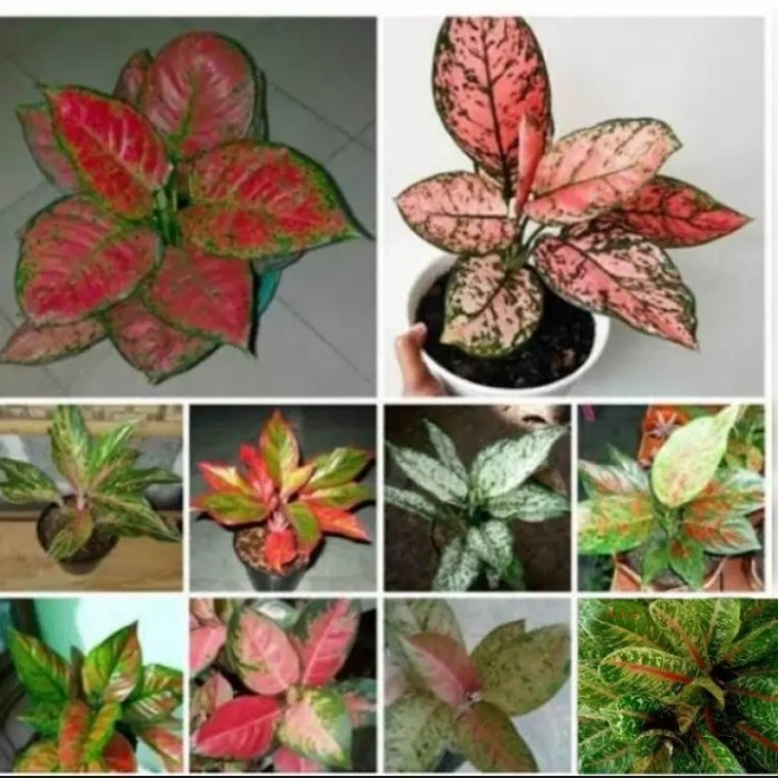 MUST HAVE TANAMAN MURAH AGLONEMA - TANAMAN HIAS AGLONEMA 10 JENIS TERLARIS